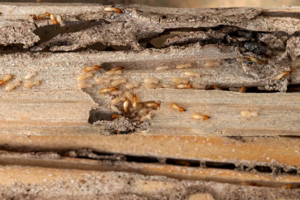 Best Ant Control Services  in Schofield Barracks, HI